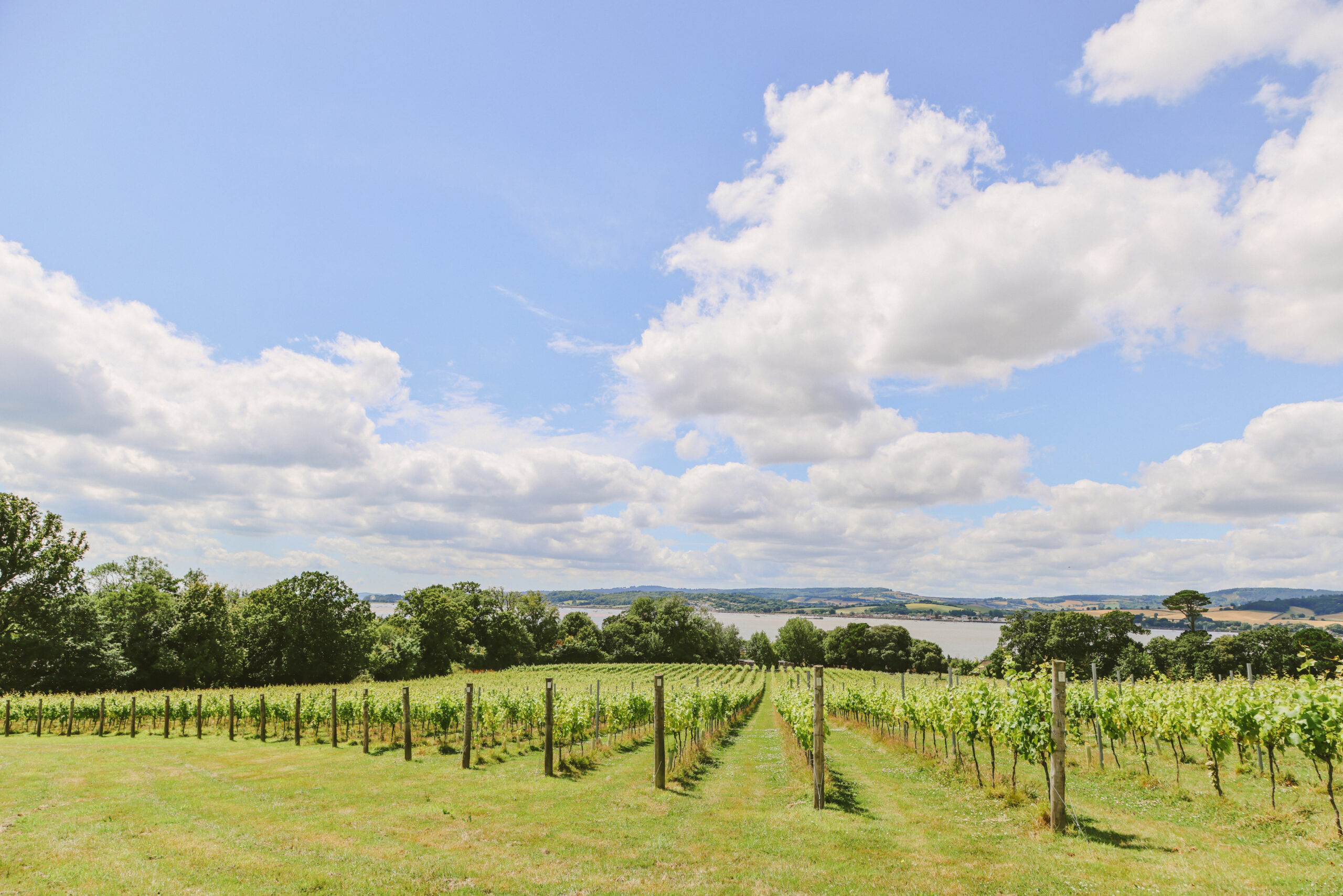 Photo of the Lympstone Manor Estates Vineyard on a sunny day.