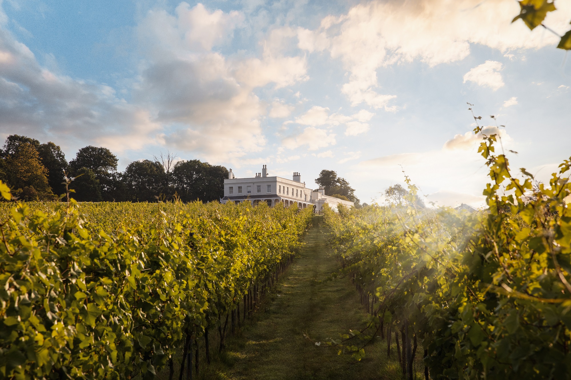 Lympstone Manor vineyard at sunrise